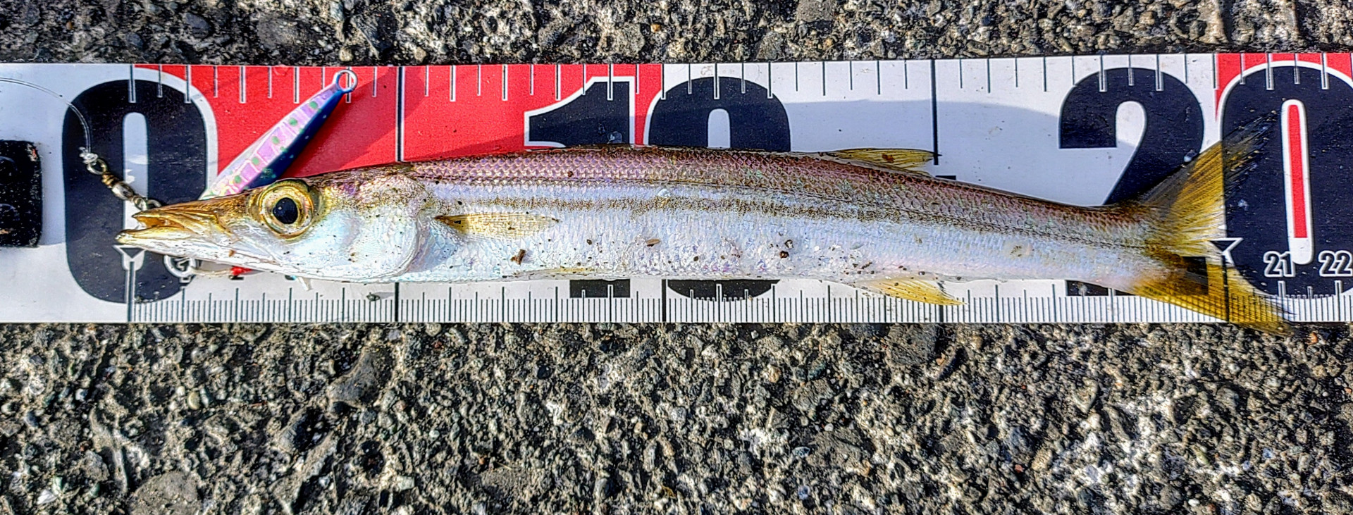 早苗前　カマス21cm.JPG